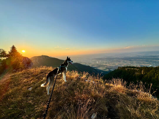 03. Aari, Grencherberg (BE/SO) / Insta:speedies_sleddogs