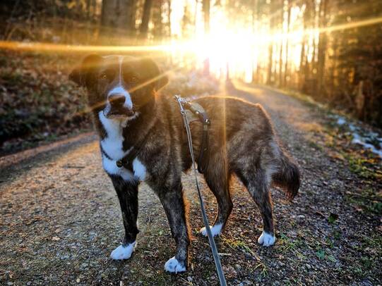 06.Dima, Winterthur (ZH)