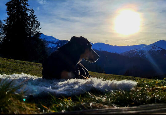 Amigo, Prättigau (GR)