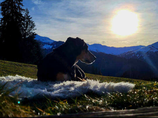 07. Amigo, Prättigau (GR)