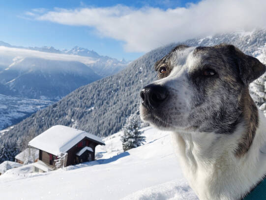 09. Tamara mit Mala, Riederalp (VS)/Insta:@tamara.waeckerli