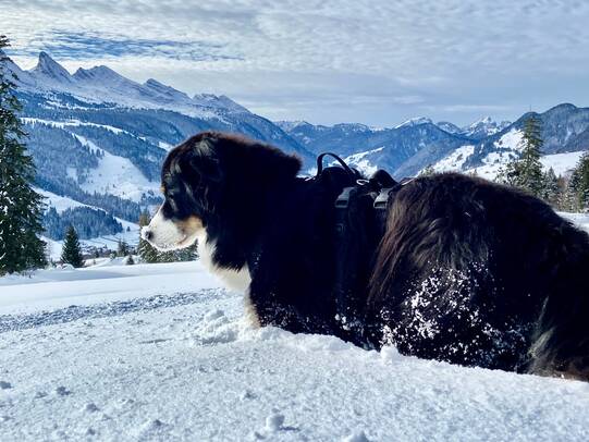 10.Karin Golaz mit Antar, Wildhaus (SG)