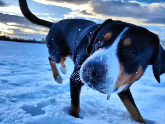 03. Christina Steiner mit Bambus, Herschmettlen (ZH)/ Insta: @swissbuddies