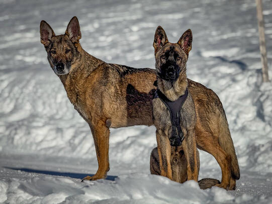 12.Tanya Amrein mit Ceno & Pax, Turren (OW)