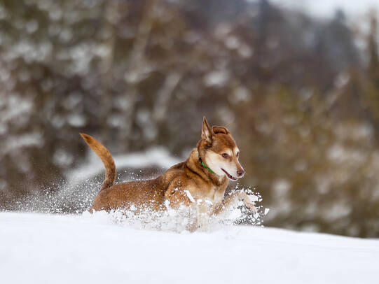 13. Daniela Rieder mit Rey, Inwil (LU)/Insta:@rey.zoe