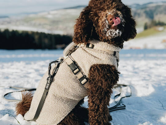 14.Simone Schüpbach mit Milo, Zäziwil (BE)/Insta:@milos.poodlelife