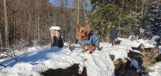 6.Nadja Fürst mit Tyson, Barmelweid (AG) /Insta:@_nadja_tigi