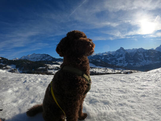 11.Olivia Steiner mit Zamyro, Amden (SG)/Insta:@zamirothedog