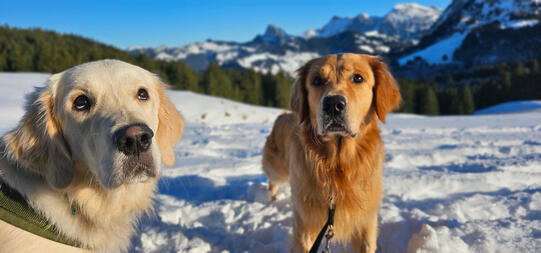 Soraya Billeter mit Hero und Jaro 