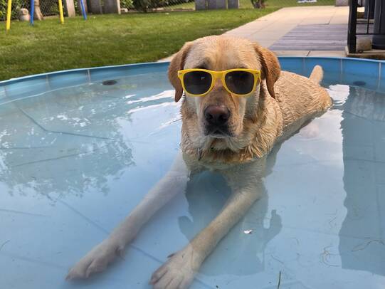 01. Baileys, Erfrischung im Pool im Fricktal (AG)/Insta:@nisajesh