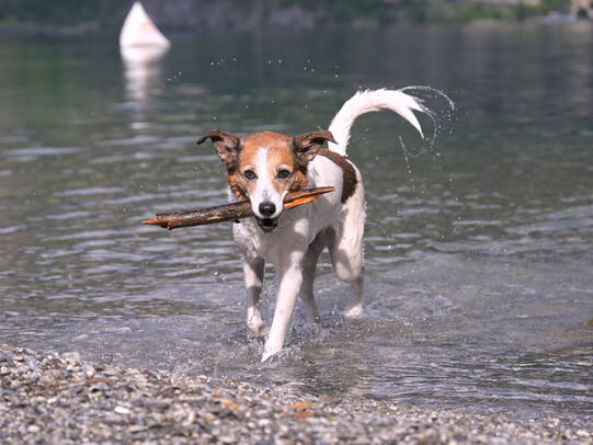 02.Layka im Urnersee 