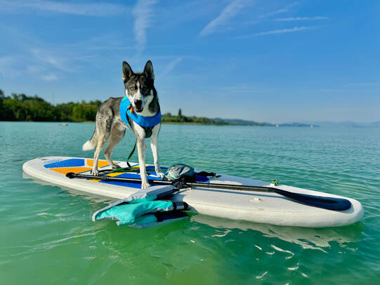 04.Aari, Neuenburgersee/Insta: speedies_sleddogs