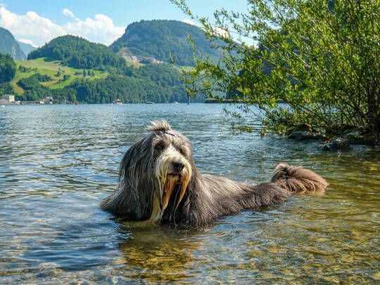 11.Numi, Stansstad (NW)/Insta: Numiheggli