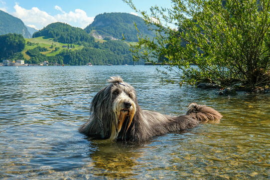 Numi, Stansstad (NW)/Insta: Numiheggli