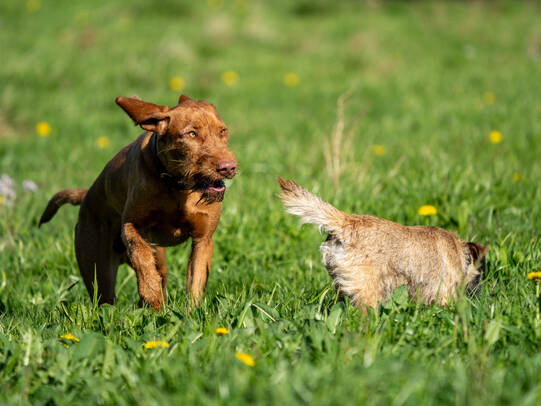 01. Ryu und Amy, auf dem Weg zum Hohen Kasten (SG) /Insta: ryu_magyar_vizsla