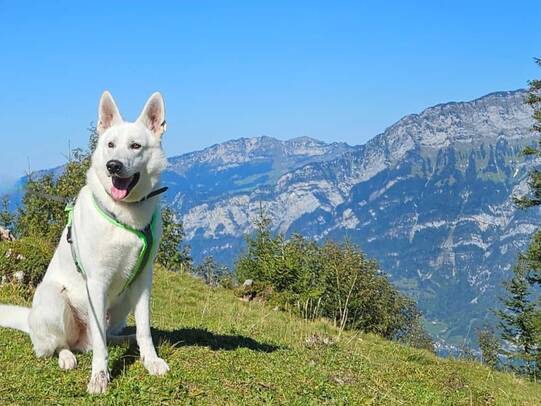 03. Loki, Flumserberge (SG)/Insta:berges_blanc_suisse_loki