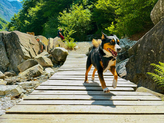 04.Senta, Verzascatal (TI)/Insta:oberartheinzigarthig