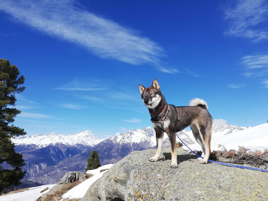 06.Misaki, oberhalb Bürchen (VS)