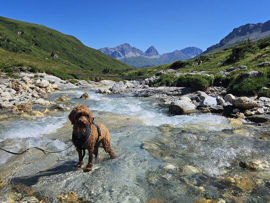 10.Eli vom Klewen, Parc Ela (GR)/Insta:fabienneettlin