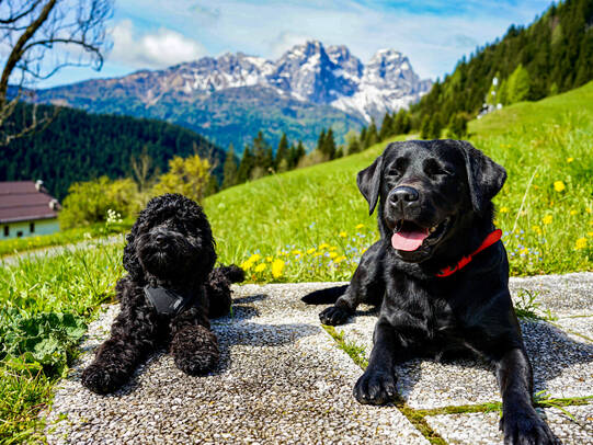 11. Sumi, Graubünden / Insta: sumithelabrador