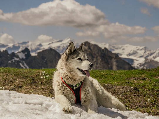 12.Shira, Fromattgrat (BE)