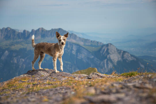 Balu, Pizol (SG)/Insta:balu.and.his.dogmum