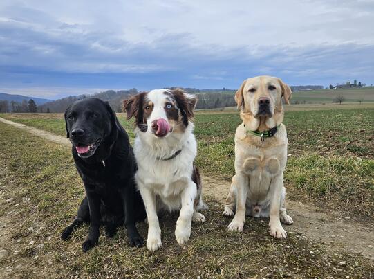 Nicole Raschle mt Samy, Hailey und Baileys, Schupfart Flugplatz (AG)