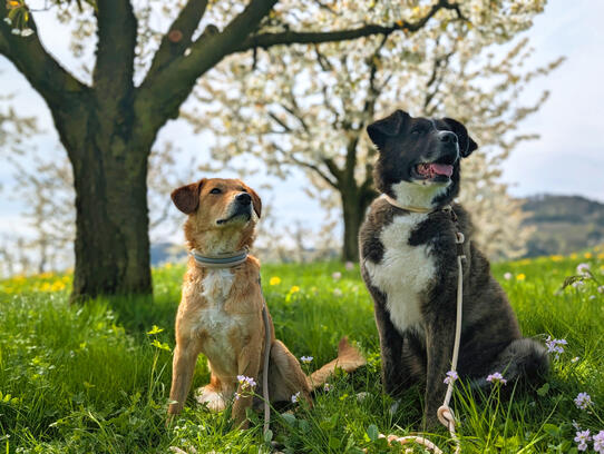 Kito & Dima, Fricktaler Chriesiweg (AG)