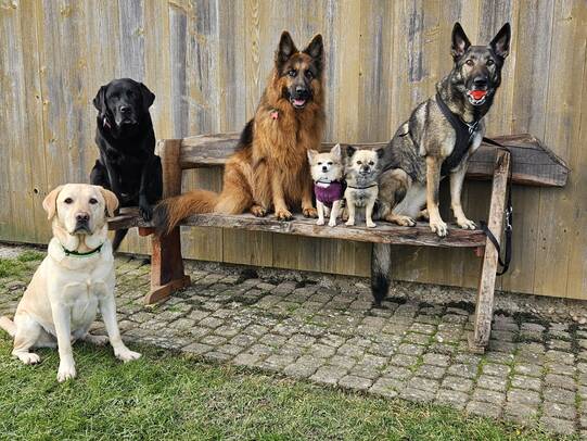 08. Baileys,Samy,Macie,Amy,Leny,Naida, Wallbach (AG)