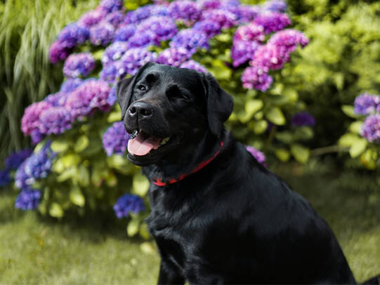 09. Sumi, Aargau (AG)