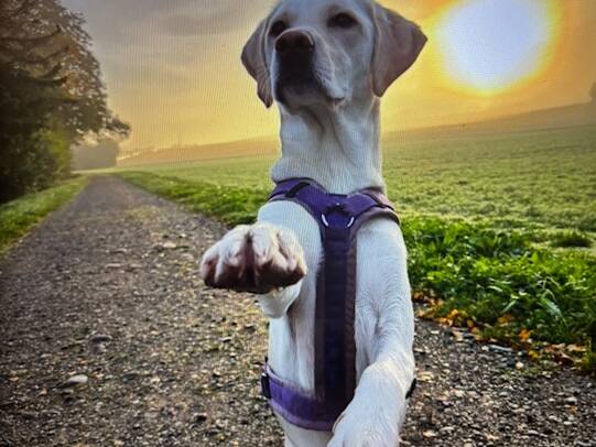 09. Joya, Otelfingen ZH / Instagram @joyas_labi_world