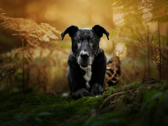 08. Nera im Buechberg Tuggen SZ / Instagram @slivareva