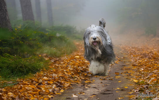 01.Sam, Wettingen (AG)