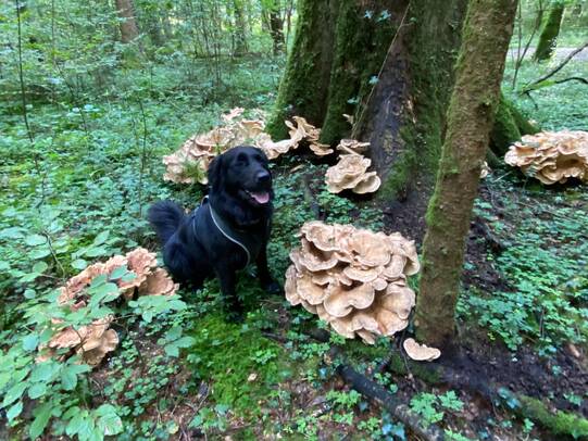 02. Flynn, Kallnach-Wald (BE)