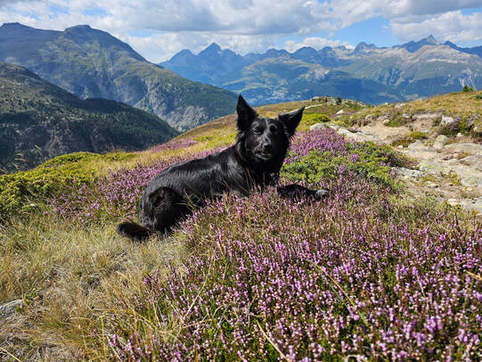 03.Kira, Alp Languard Engadin