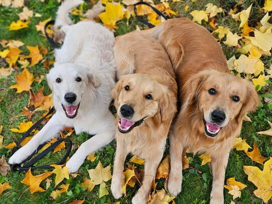 04. Jaro, Hero und Milo, Mönchaltorf (ZH)