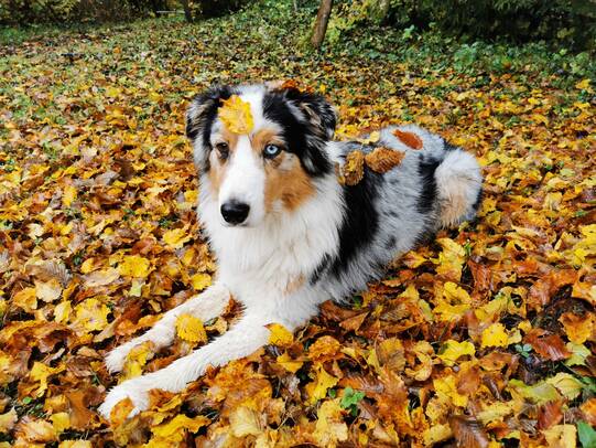 05. Aragon, Fischental (ZH)