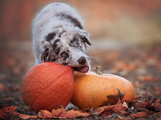 06. Kalani, Tösstal (ZH)