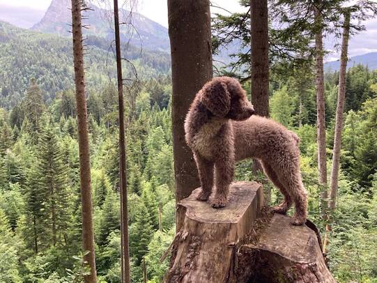 07.Rochelle in Bulle (FR)