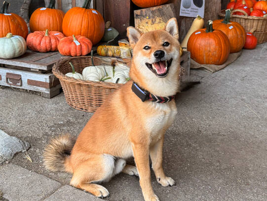 08.Shiro, Hirzel (ZH)/ Insta:talita_landis