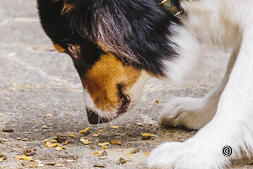 Zoos, parcs animaliers et musées : découvrez la Suisse avec un chien
