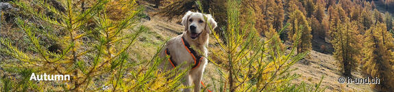 Hikes with dog in autumn
