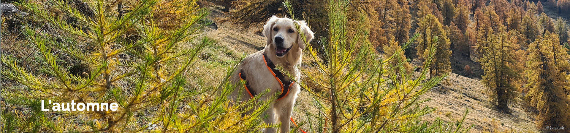 Randonnées avec un chien en automne