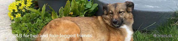 BnB for two and four-legged friends