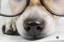 Experten-Tipps: wissenswertes über Hunde