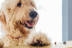 Ostelli della gioventù