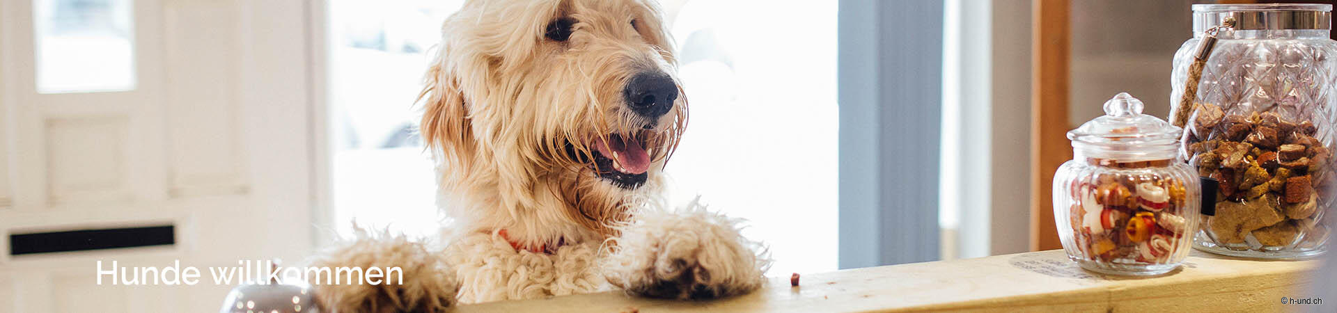 Les chiens sont les bienvenus