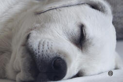 Hotel con cane: Scoprite la Svizzera