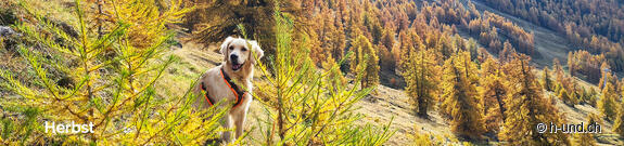 Wanderungen mit Hund im Herbst