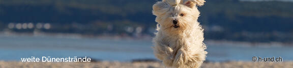 L'Allemagne avec le chien